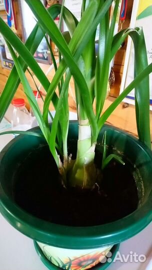 Индийский лук