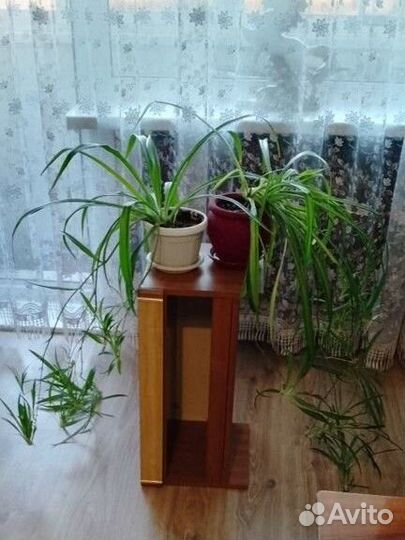 Хлорофитумы