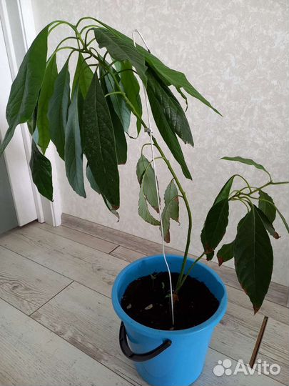 Авокадо растение