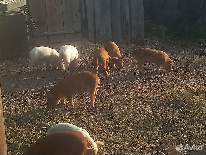 Домашние поросята