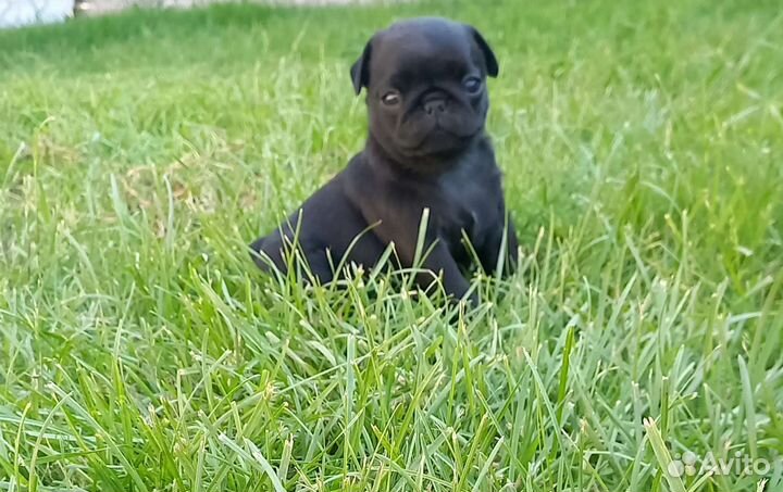 Щенки Мопса