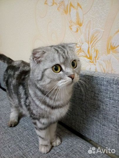 Шотландская вислоухая кошка,котята