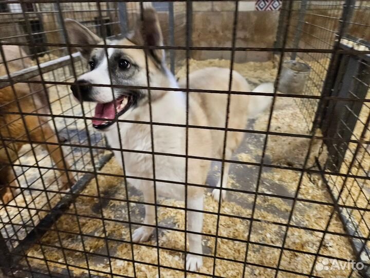 Собака Лакки