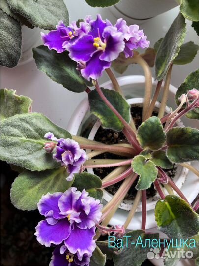 Детки сортовых фиалок