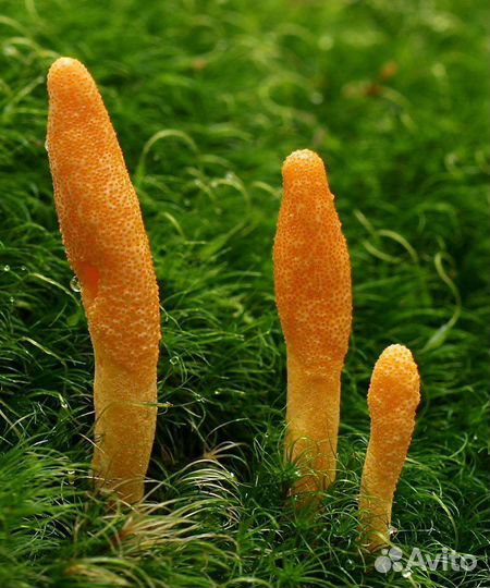 Ростки кордицепса