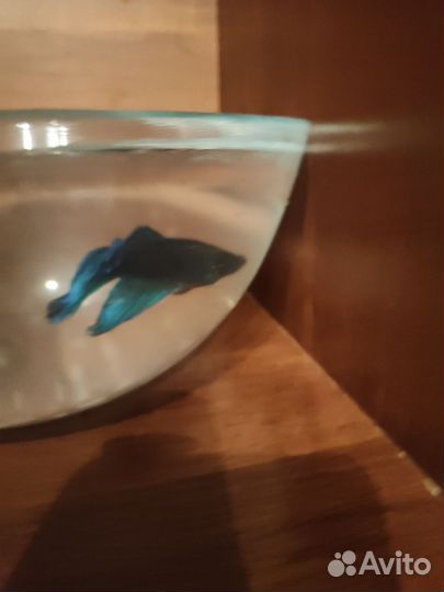 Отдам рыбку петушка