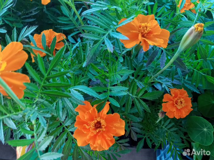 Рассада цветов однолетников