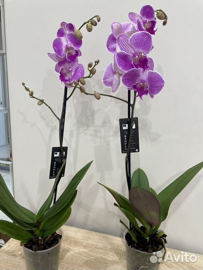 Орхидея фаленопсис 1650. Доставка бесплатно