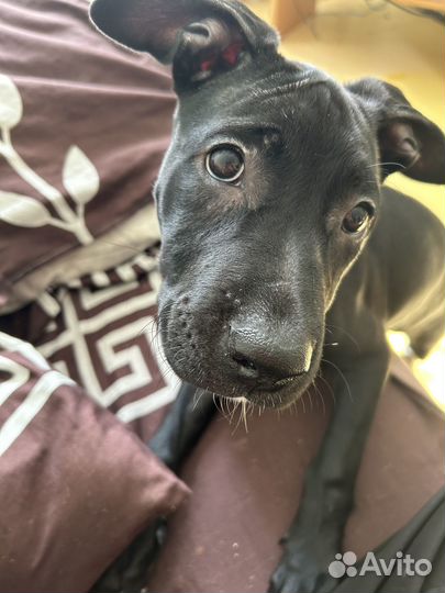 Продам пит Буля, девочка 4месяца