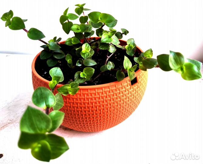 Каллизия ползучая (Callisia repens)