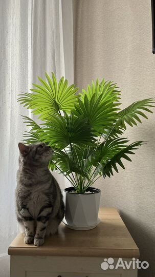 Комнатные цветы