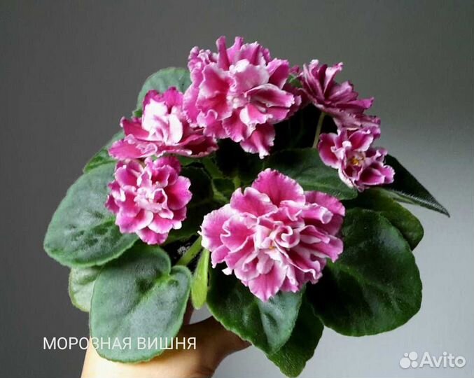Детки сортовых фиалок
