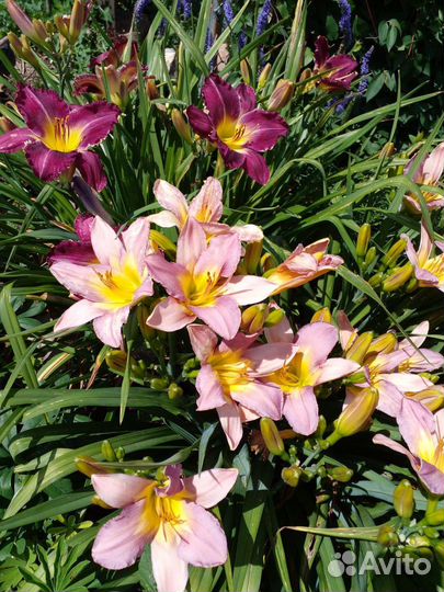 Лилейники сортовые