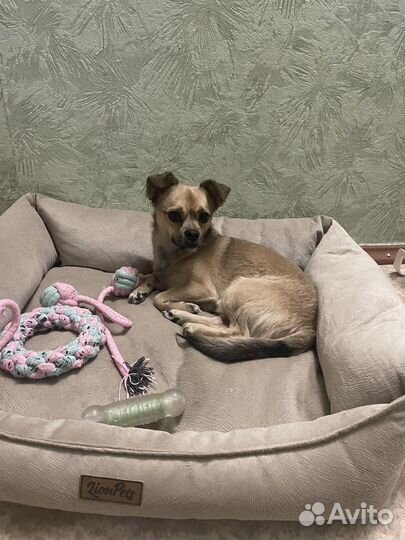 Передержка животных на дому