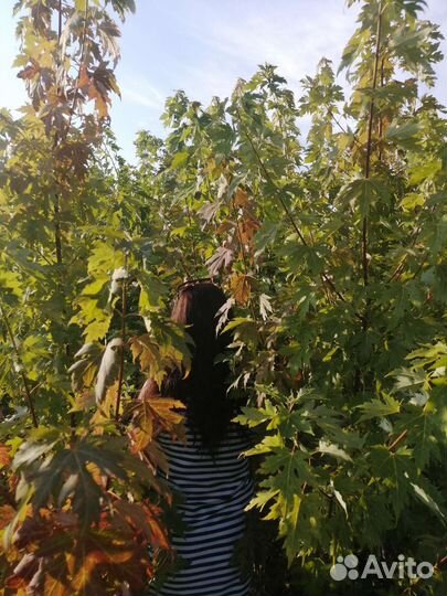 Саженцы лиственных, декоративных, плодовых