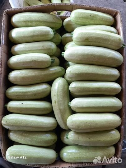 Кабачок марсела