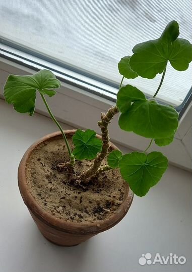 Комнатные растения взрослые