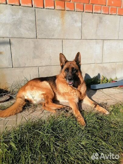 Передержка собак