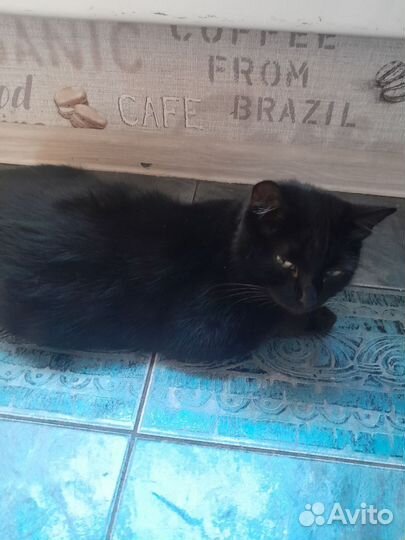 Коты в добрые руки