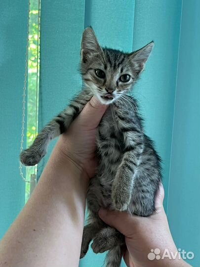 Котята бесплатно