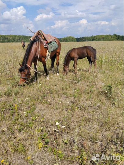 Лошадь с жеребенком