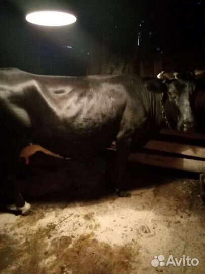 Корова дойная