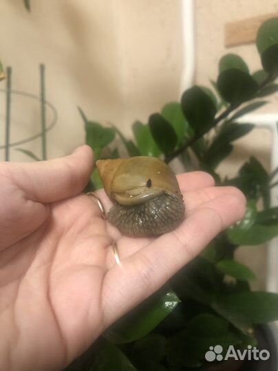 Улитки ахатины