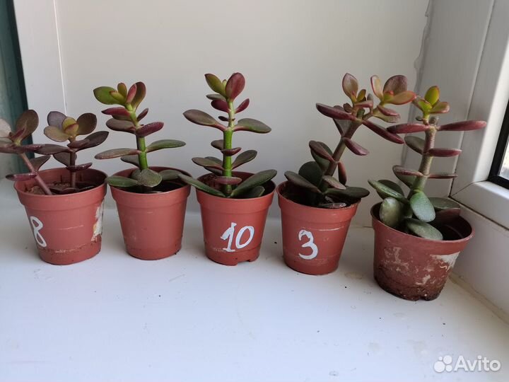 Толстянки, Крассулы Овата Кросби, Денежные деревья