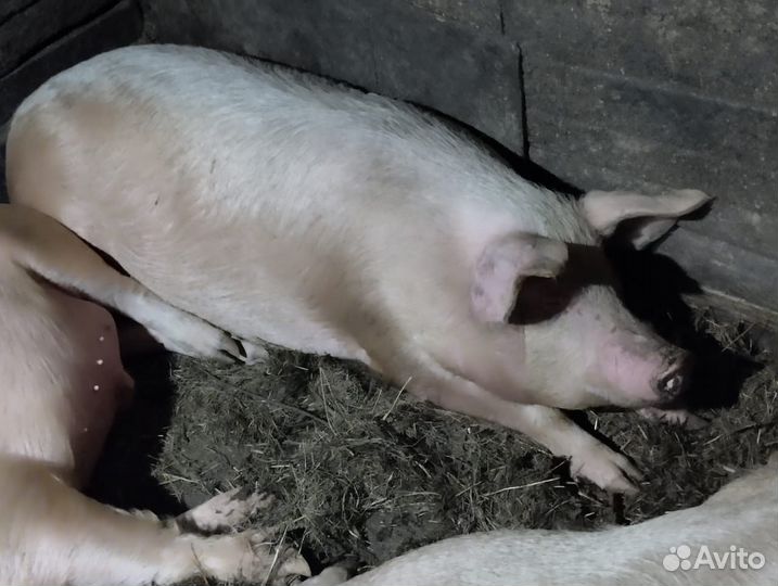Свиньи живым весом
