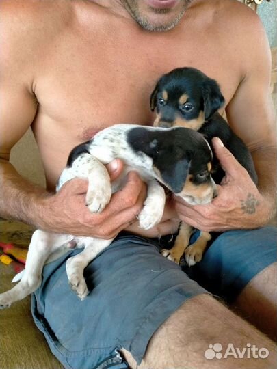 Щенки от небольшой собачки