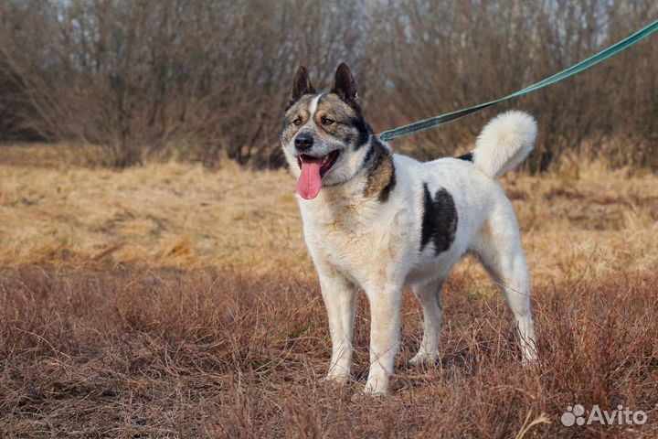 Алтай в Добрые Руки