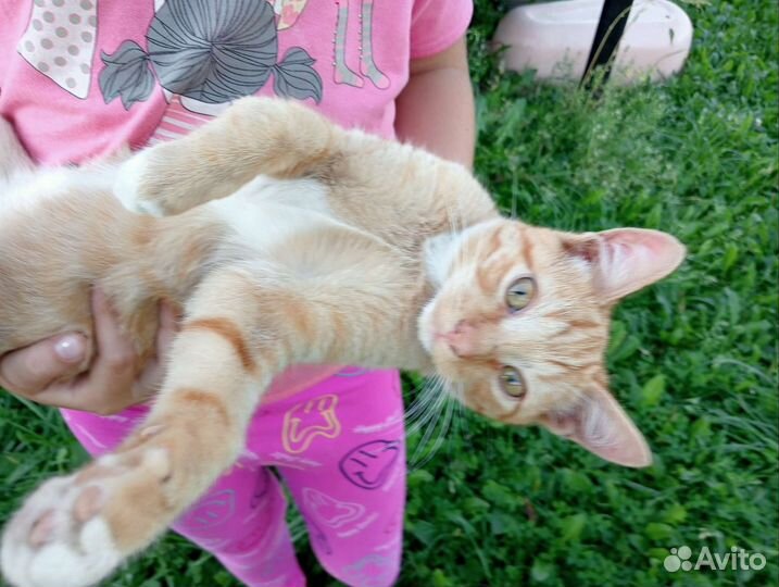 Котенок
