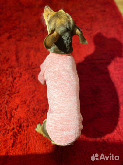 Одежда для маленьких собак