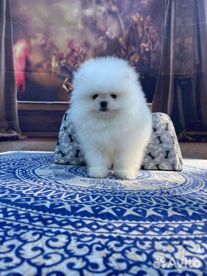 Померанский шпиц