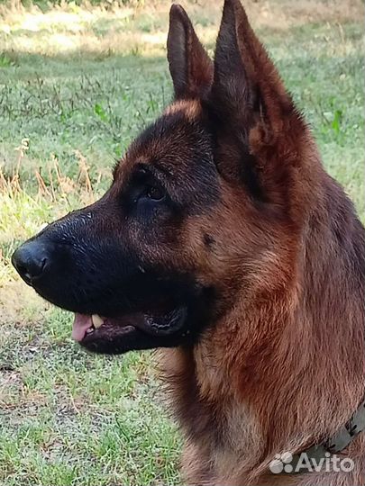 Немецкая овчарка