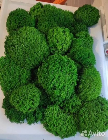 Мох для дизайна Королевский ягель кочка