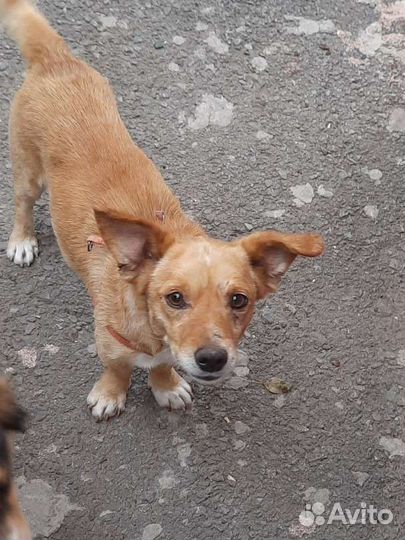 Маленькая собака в добрые руки бесплатно