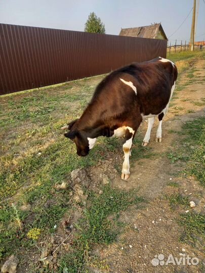 Корова и телка