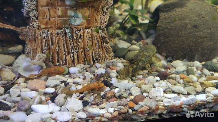 Сомы Анциструсы