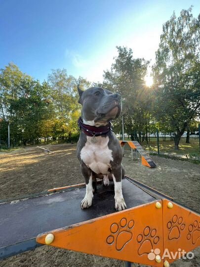 Вязка американский стаффордширский терьер