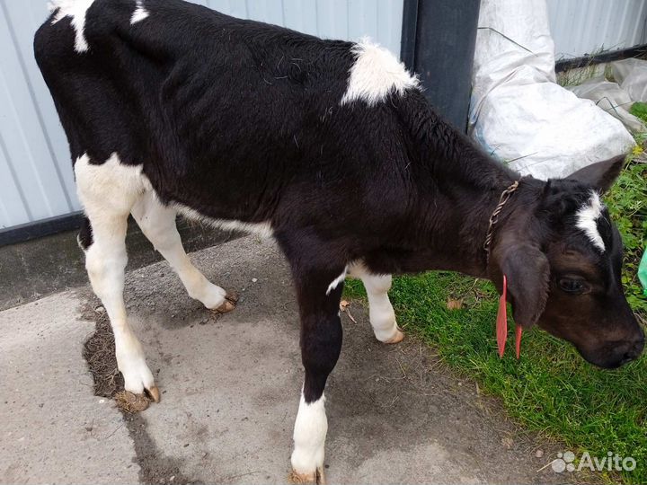 Продам телёнка