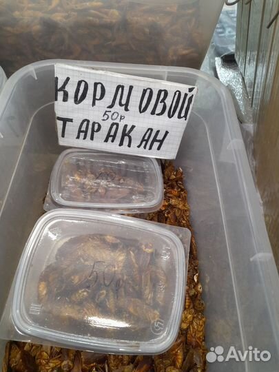 Корма для рыбок, ежей,рептилий и других