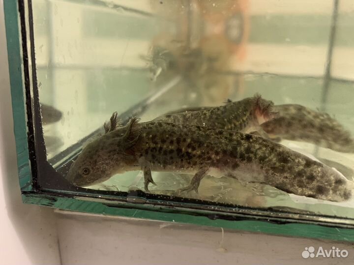 Мальки аксолотля