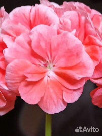 Герань пеларгония