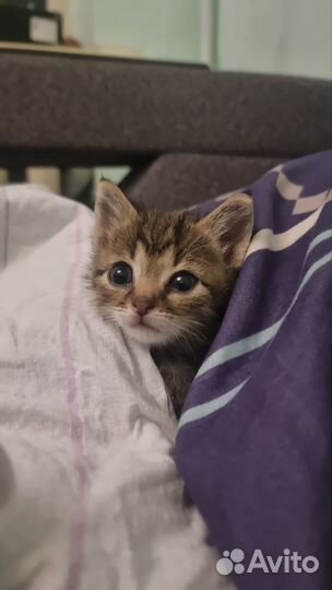 Котенок в добрые руки