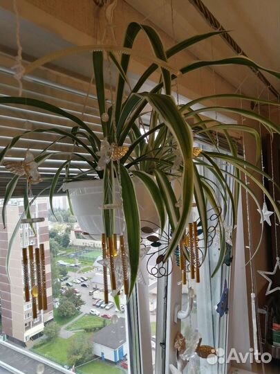 Хлорофитум