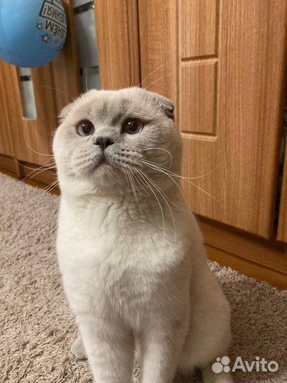 Шотландский вислоухий кот вязка