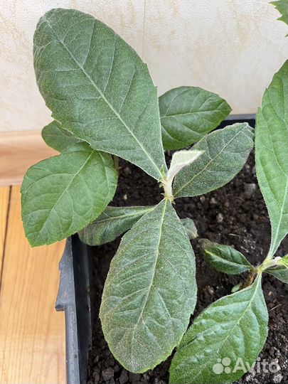 Мушмула японская