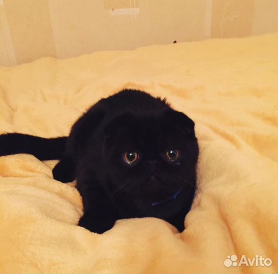 Вислоухий экзот