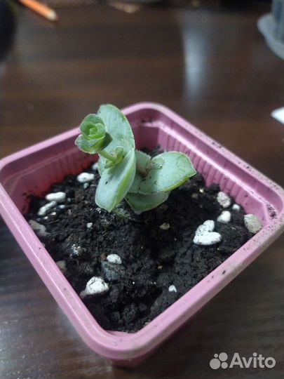 Кактусы и суккуленты